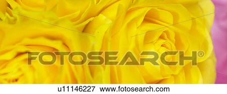 Still life of Yellow Roses View Large Photo Image Stock Photo - Still life of Yellow Roses. Fotosearch