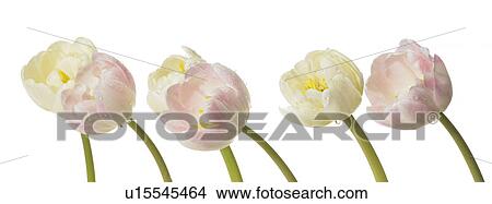 Tulips View Large Photo Image Picture - Tulips. Fotosearch