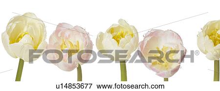 Tulips View Large Photo Image Stock Photo - Tulips. Fotosearch