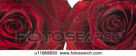 Stock Image - Two Red Roses with dew. Fotosearch