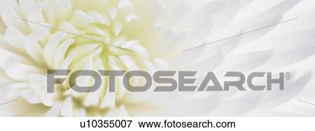 White Chrysanthemum close up View Large Photo Image Stock Photo - White Chrysanthemum close up. Fotosearch