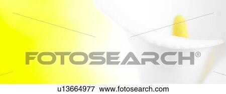 Stock Photo - White Lily close up. Fotosearch