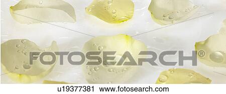 Stock Image - White Rose Petals with dew on them. Fotosearch