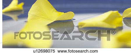 Yellow petals in bowl of water View Large Photo Image Stock Photography - Yellow petals in bowl of water. Fotosearch