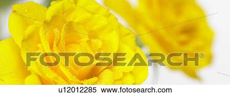Yellow roses close up with dew on them View Large Photo Image Stock Photography - Yellow roses close up with dew on them. Fotosearch