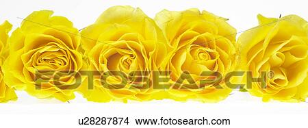 Picture - Yellow roses. Fotosearch