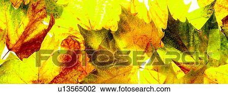 Autumn leaves View Large Photo Image Stock Image - Autumn leaves. Fotosearch