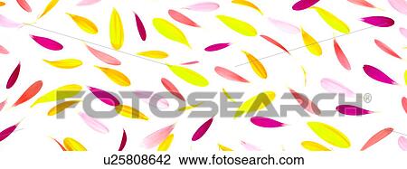Colored Petals View Large Photo Image Stock Image - Colored Petals. Fotosearch