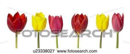 Stock Photo - Colored Tulips. Fotosearch