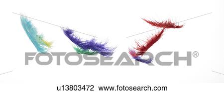Falling coloured feathers View Large Photo Image Stock Image - Falling coloured feathers. Fotosearch