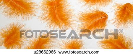 Stock Photograph - Orange feathers . Fotosearch
