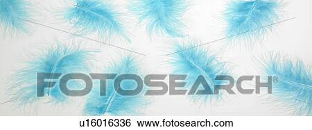 Panoramic colors feathers View Large Photo Image Stock Photograph - Panoramic colors feathers. Fotosearch