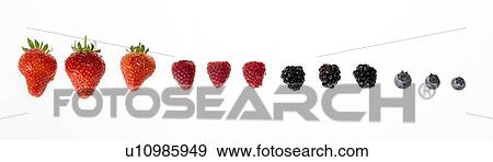 Stock Photo - Row of assorted berries. Fotosearch