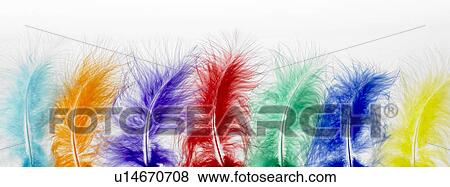 Stock Photo - Row of coloured feathers. Fotosearch