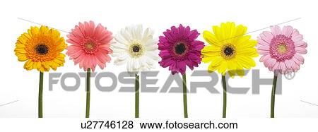 Stock Photo - Six assorted Gerbera flowers in a row. Fotosearch
