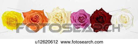 Stock Image - Six Colored Roses in a row. Fotosearch