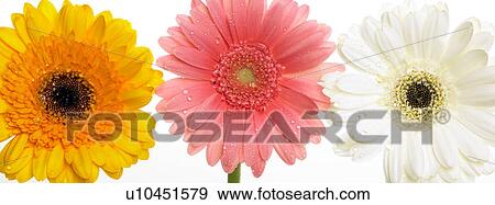Three assorted gerbera flowers in a row View Large Photo Image Stock Photo - Three assorted gerbera flowers in a row. Fotosearch