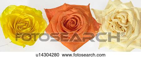 Stock Image - Three Colored Roses in a row. Fotosearch