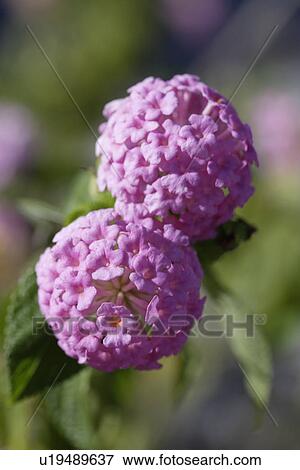 Stock Photo - A Pink Flower. Fotosearch