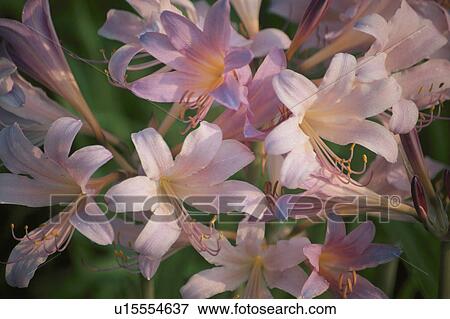 Amaryllis View Large Photo Image Stock Photo - Amaryllis. Fotosearch