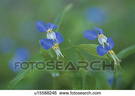 Asiatic Dayflowers View Large Photo Image Stock Photograph - Asiatic Dayflowers. Fotosearch