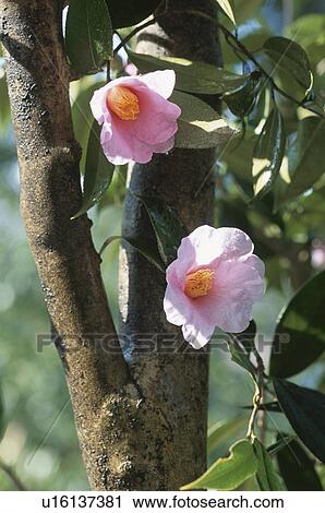 Stock Image - Camellia. Fotosearch