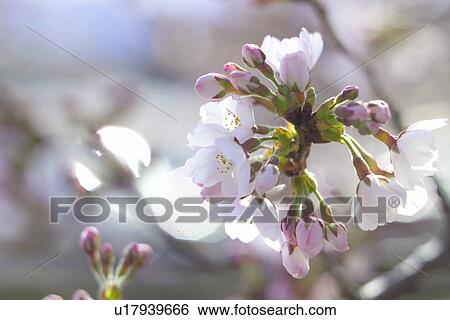 Stock Photograph - Cherry Blossom. Fotosearch