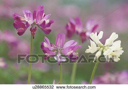 Stock Image - Chinese Milk Vetch. Fotosearch