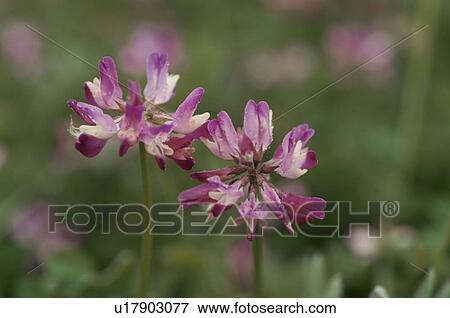 Chinese Milk Vetch View Large Photo Image Stock Photo - Chinese Milk Vetch. Fotosearch