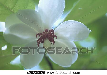 Chinese Milk Vetch View Large Photo Image Stock Photography - Chinese Milk Vetch. Fotosearch