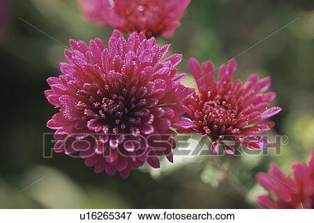 Chrysanthemum View Large Photo Image Stock Photo - Chrysanthemum. Fotosearch