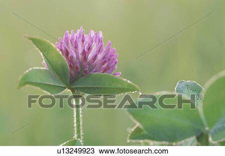 Clover View Large Photo Image Stock Image - Clover. Fotosearch