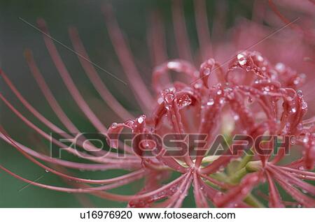 Cluster Amaryllis View Large Photo Image Stock Image - Cluster Amaryllis. Fotosearch