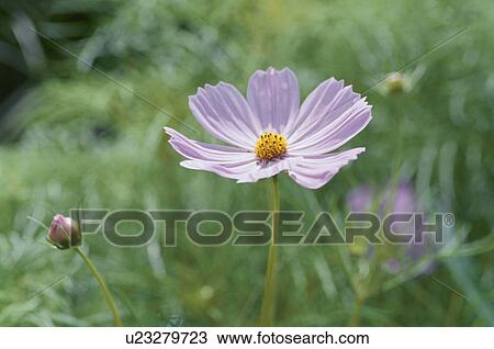 Cosmos View Large Photo Image Stock Image - Cosmos. Fotosearch