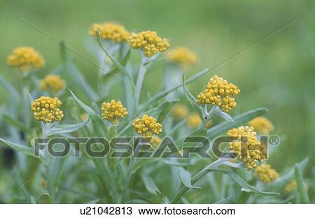 Stock Image - Cottonweed. Fotosearch