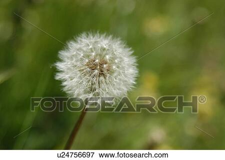Stock Photo - Dandelion Seeds. Fotosearch