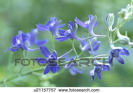 Delphinium View Large Photo Image Stock Photo - Delphinium. Fotosearch