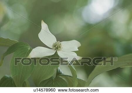 Stock Image - Dogwood. Fotosearch