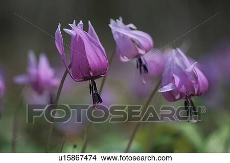 Erythronium Japonicum View Large Photo Image Picture - Erythronium Japonicum. Fotosearch