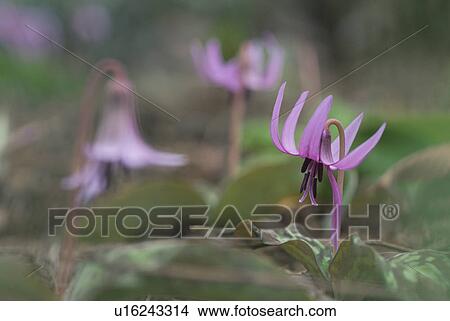 Picture - Erythronium Japonicum. Fotosearch