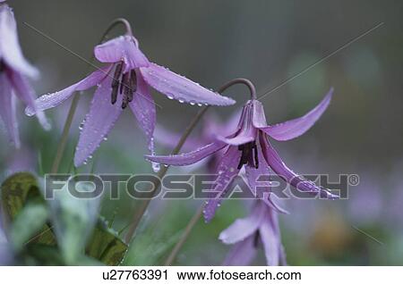 Stock Image - Erythronium Japonicum. Fotosearch