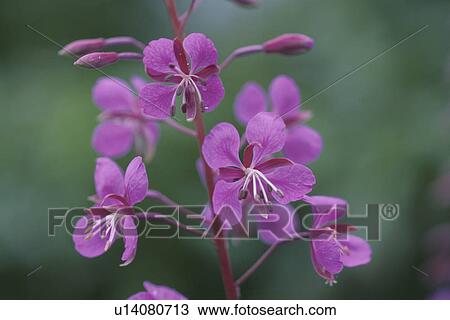 Stock Image - Fireweed. Fotosearch