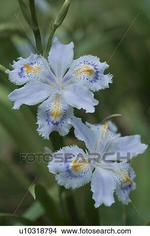 Picture - Flower. Fotosearch