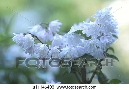 Flower View Large Photo Image Stock Image - Flower. Fotosearch