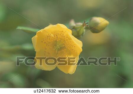 Flower View Large Photo Image Stock Image - Flower. Fotosearch