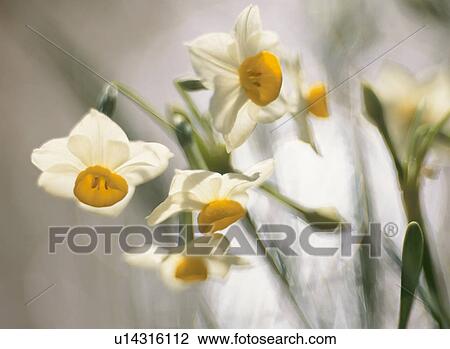 Flower View Large Photo Image Stock Image - Flower. Fotosearch
