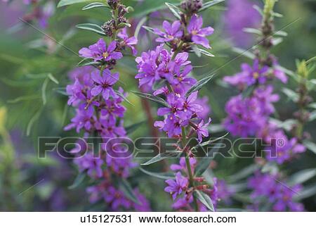 Stock Image - Flower. Fotosearch