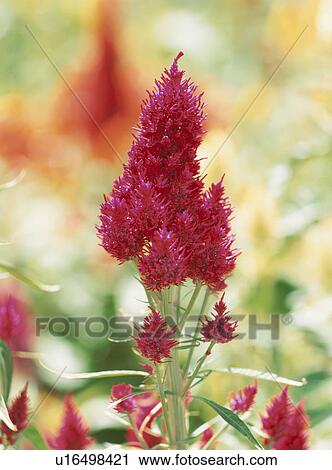 Flower View Large Photo Image Stock Image - Flower. Fotosearch