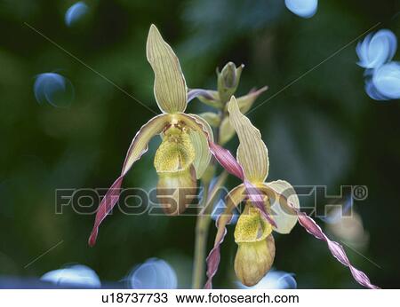 Flower View Large Photo Image Stock Image - Flower. Fotosearch