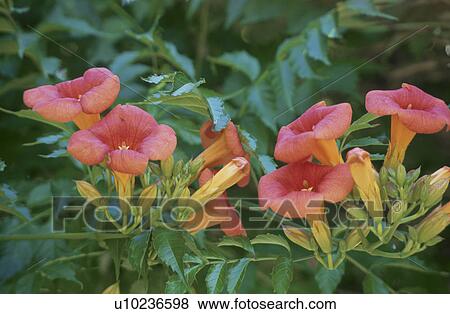 Flower View Large Photo Image Stock Photo - Flower. Fotosearch
